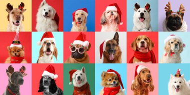Renkli arka planda bir sürü farklı köpek olan Noel kolajı