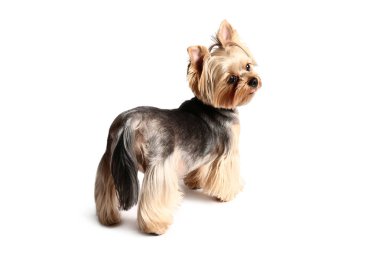 Beyaz arka planda izole edilmiş şirin küçük Yorkshire teriyer köpeği.