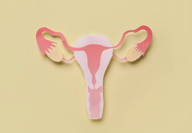 Bej arkaplanda kağıt uterus