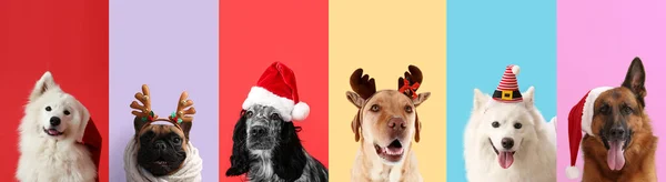 Vánoční Koláž Různými Psy Barevném Pozadí — Stock fotografie