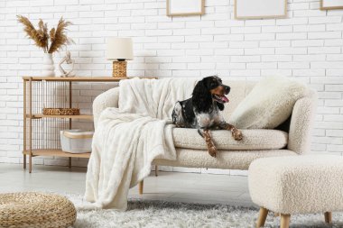 Tatlı cocker spaniel oturma odasında beyaz kanepede yatıyor.