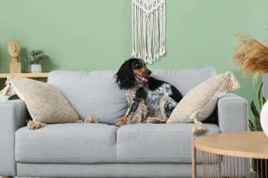 Oturma odasındaki gri koltukta tatlı cocker spaniel.