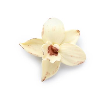 Beyaz arkaplanda Aromatik vanilya çiçeği