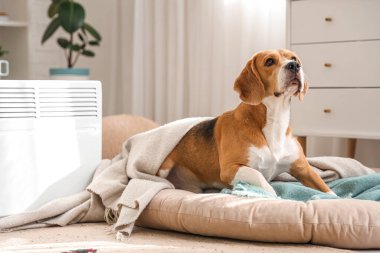 Evdeki radyatörün yanındaki evcil hayvan yatağında tatlı Beagle köpeği.