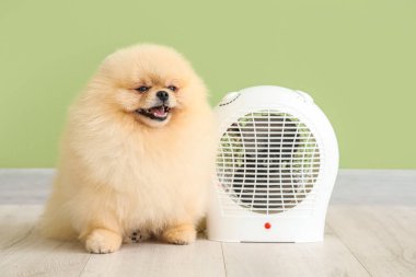 Yeşil duvarın yanında elektrikli vantilatör ısıtıcısı olan şirin Pomeranya salyası.