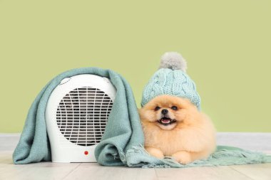 Yeşil duvarın yanında ekoseli ve elektrikli pervaneli şapkalı şirin Pomeranya tükürüğü.