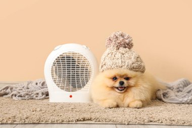 Şapkalı şirin Pomeranya tükürüğü ve bej duvarın yanında elektrikli fan ısıtıcısı.