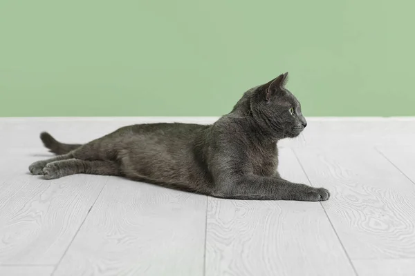 Niedliche Britische Katze Liegt Auf Dem Boden Der Nähe Einer — Stockfoto