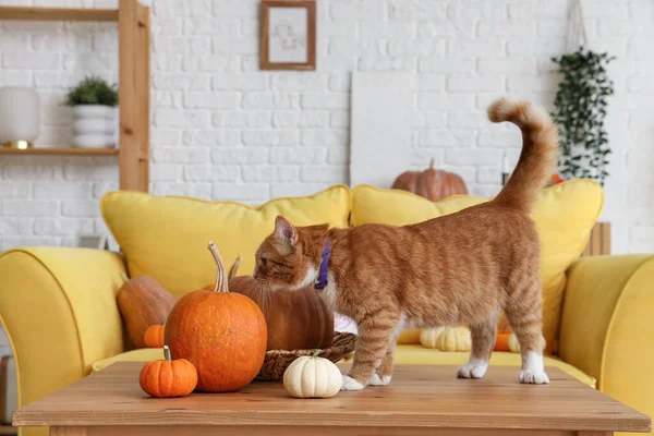 Cute cat with pumpkins at home on Thanksgiving Day