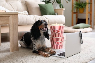 Tatlı cocker spaniel köpek, elinde patlamış mısır, dizüstü bilgisayar ve oturma odasındaki halının üzerinde duran 3 boyutlu sinema gözlüğü var.