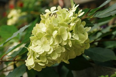 Bahçedeki güzel ortanca çiçekleri