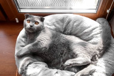 Evdeki pencerenin yanındaki evcil hayvan yatağında yatan İskoç kedisi, üst manzara