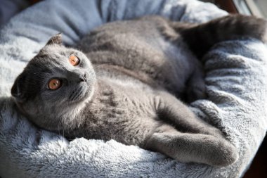 İskoç kedisi evcil hayvan yatağında uzanıyor, yakın plan.