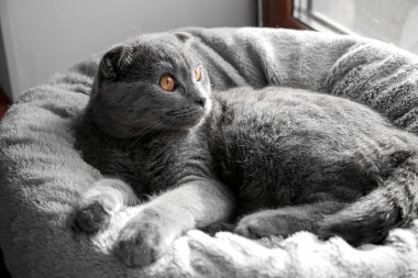 İskoç kedisi evcil hayvan yatağında uzanıyor, yakın plan.