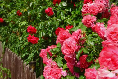 Güneşli bir günde açan güzel güller, yakın çekim