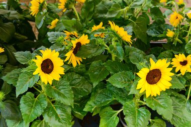 Çiçekçide güzel ayçiçekleri, yakın plan