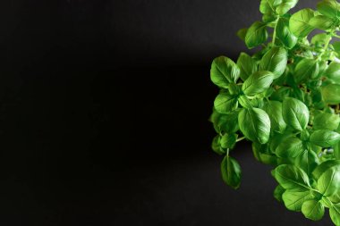 Siyah arkaplanda taze yeşil fesleğen