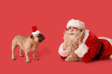 Kırmızı arka planda şapkalı Noel Baba ve Fransız bulldog.