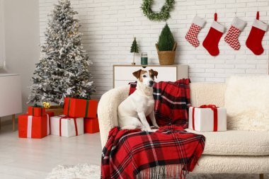 Sevimli Jack Russell Terrier köpeği evdeki koltukta Noel 'i kutluyor.