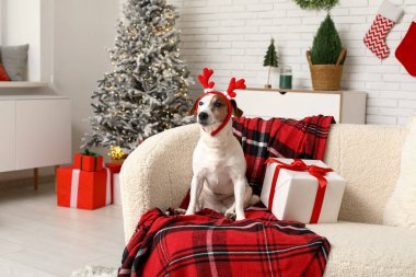 Geyik boynuzları içinde şirin Jack Russell Terrier köpeği Noel hediyesi kutusuyla evdeki kanepede