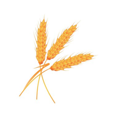 Beyaz arkaplanda buğday dikenleri