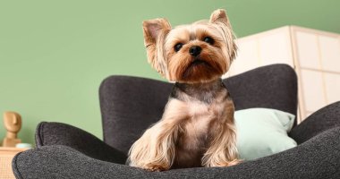 Küçük şirin Yorkshire teriyer köpeği oturma odasında koltukta oturuyor.