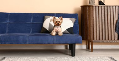 Oturma odasındaki kanepede oturan şirin küçük Yorkshire teriyeri köpeği.