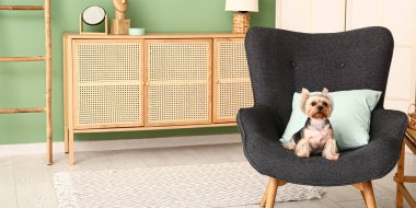 Küçük şirin Yorkshire teriyer köpeği oturma odasında koltukta oturuyor.