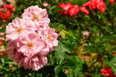 Bahçede açan güzel pembe güller, yakın plan.