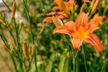 Bahçedeki güzel turuncu zambak çiçeği, yakın plan.