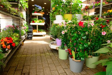 Dükkanda güzel çiçekli saksılar