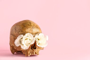 Pembe arka planda güzel Eustoma çiçekleri olan insan kafatası, yakın plan.