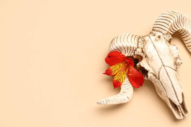 Koyun kafatası ve bej arka planda güzel bir çiçek kompozisyonu