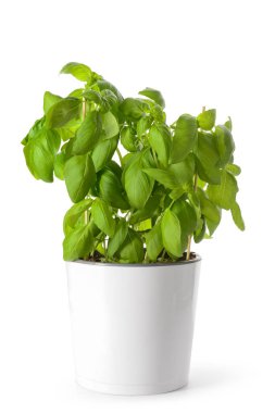 Beyaz zemin üzerine Yeşil taze fesleğen ile pota