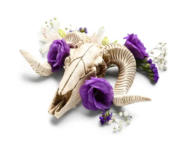 Composição Com Crânio Ovelhas Belas Flores Sobre Fundo Branco — Fotografia de Stock