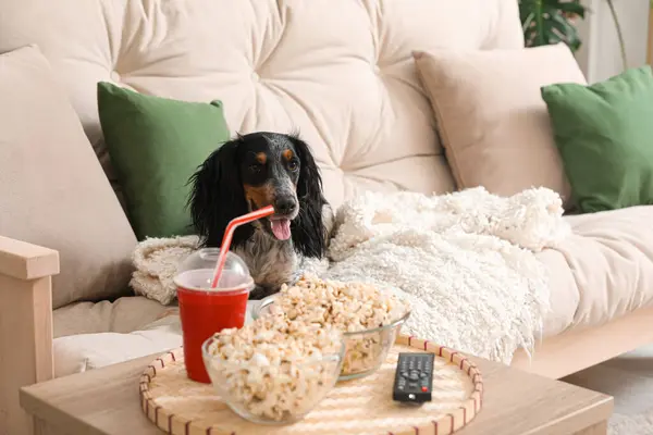 Cute cocker spaniel dog with bowls of popcorn, soda and TV remote lying on sofa in living room
