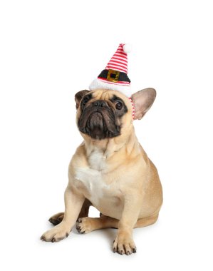 Beyaz arka planda izole edilmiş Noel Baba şapkalı sevimli köpek.