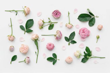 Beyaz arka planda yaprakları ve yaprakları olan güzel pembe güller.