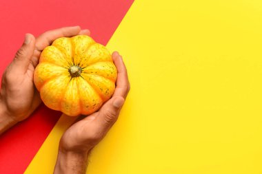 Renkli arka planda taze balkabağı olan erkek elleri