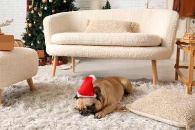 Noel Baba şapkalı şirin köpek Noel arifesinde evde yatıyor.