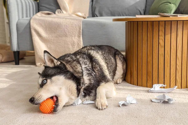 Naughty Husky dog with ball and torn paper in living room