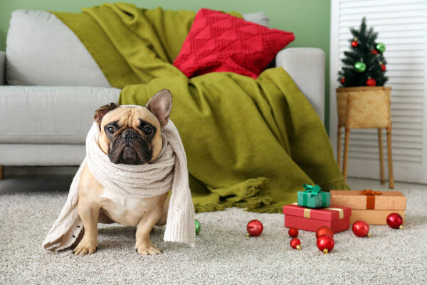 Милая собака с шарфом в гостиной в канун Рождества