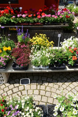 Sokak pazarında çiçekli tencereler