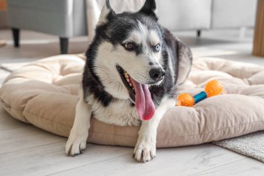 Evcil hayvan yatağında uzanıp duran sevimli Husky köpeği.