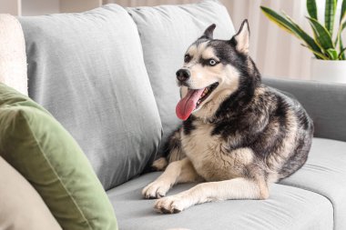 Oturma odasındaki kanepede yatan sevimli Husky köpeği.