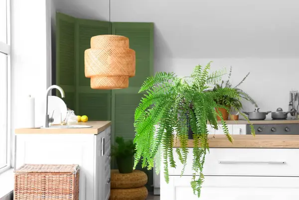White counter with houseplant in modern kitchen