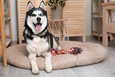 Evcil hayvan yatağındaki sevimli Husky köpeği.