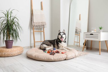 Evcil hayvan yatağındaki sevimli Husky köpeği.