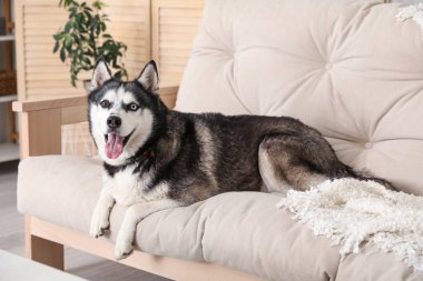 Evdeki kanepede sevimli Husky köpeği.