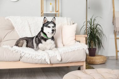 Evdeki kanepede sevimli Husky köpeği.